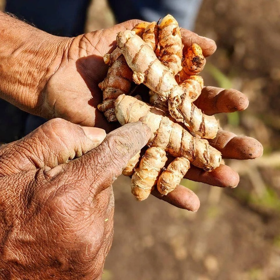 Jar of Burlap & Barrel organic ground turmeric grown in India